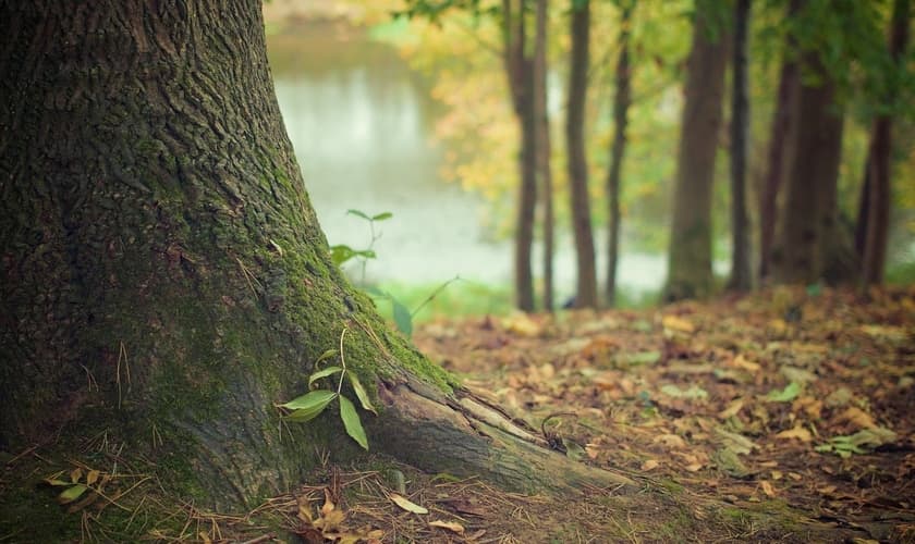 (Foto: Pixabay/DaveMeier)