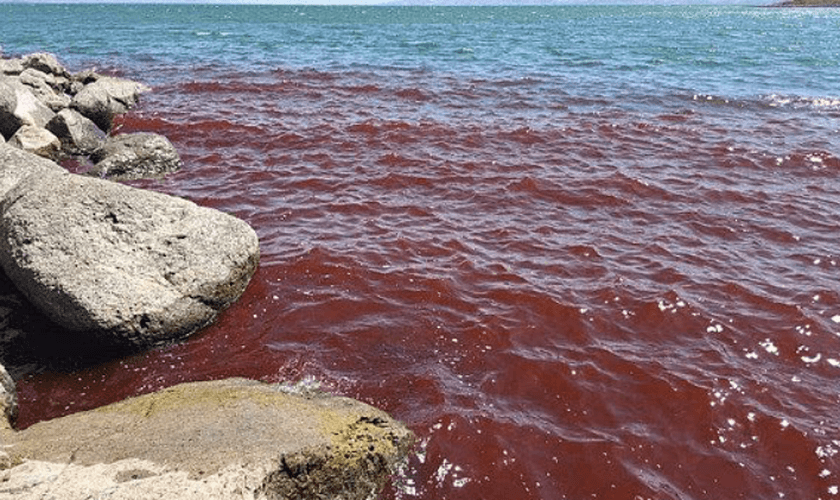 O Mar da Galileia, em Israel, ficou misteriosamente vermelho, gerando temores de presságios bíblicos. (Foto: Shiran Unger/Israel Nature and Parks Autorithy)