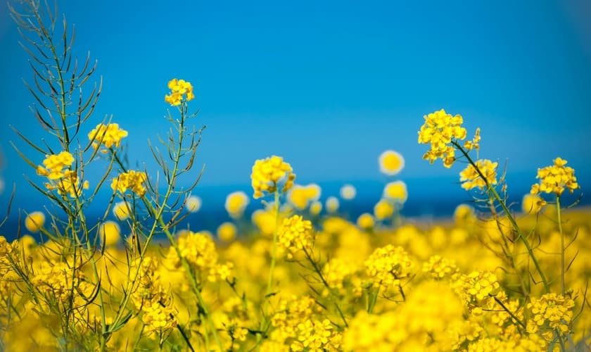 (Foto: Unsplash/Hari Nandakumar)