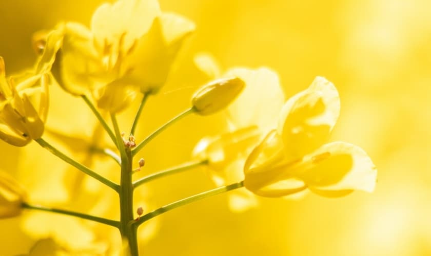 (Foto: Unsplash/Michael Held)